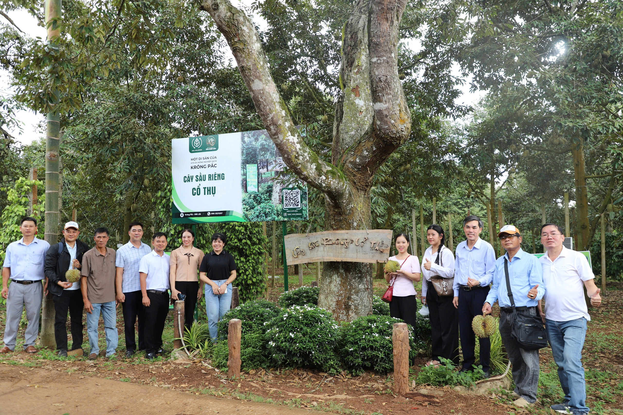 Đoàn khảo sát cây sầu riêng cổ thụ